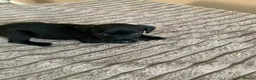 Patterdale Terrier dogs for sale: Patterdale terrier pups  - Advert 18