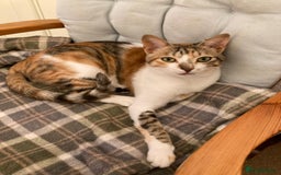 Mixed Breed cats for adoption: PUDDING -INTELLIGENT- CHEEKY GIRL THAT ENTERTAINS - Image 5