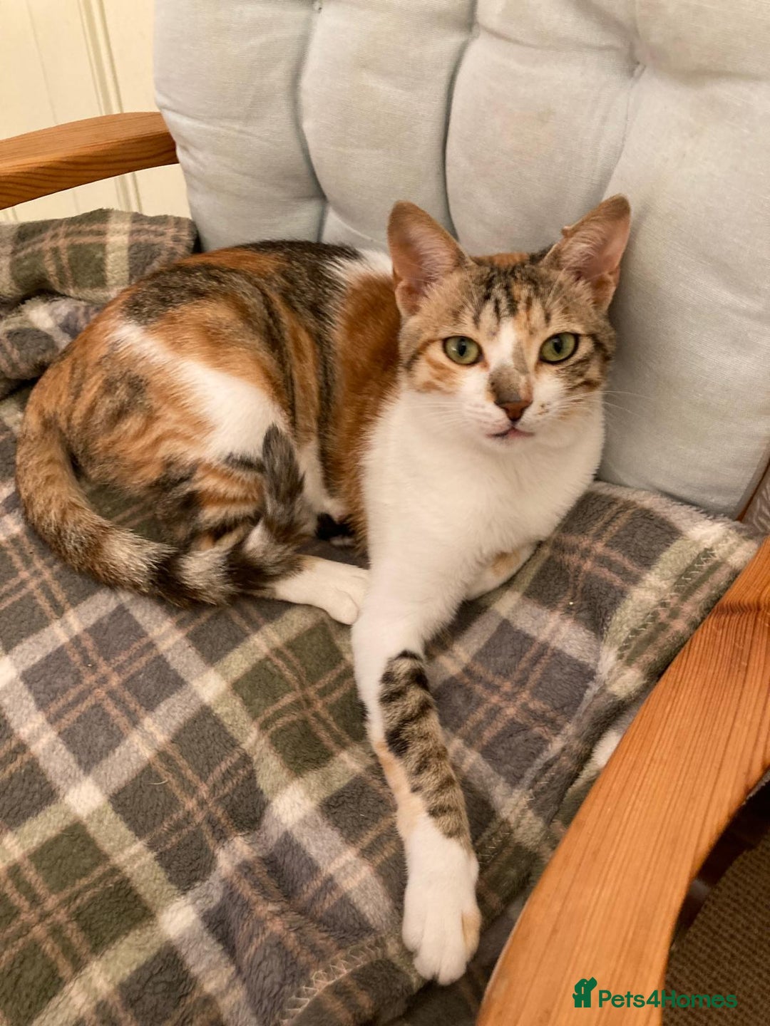 Mixed Breed cats for adoption: PUDDING -INTELLIGENT- CHEEKY GIRL THAT ENTERTAINS - Image 5