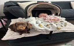 Miniature Dachshund dogs for sale: Chocolate and tan miniature dachshund  - Image 15