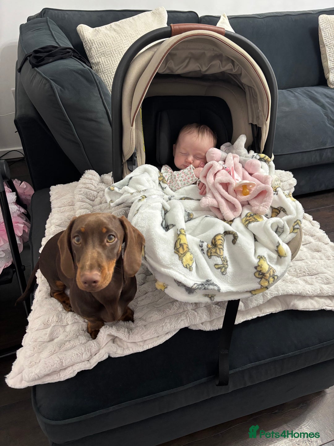 Miniature Dachshund dogs for sale: Chocolate and tan miniature dachshund  - Image 15