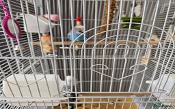 Budgerigars birds for sale: Budgies for sale  - Image 5