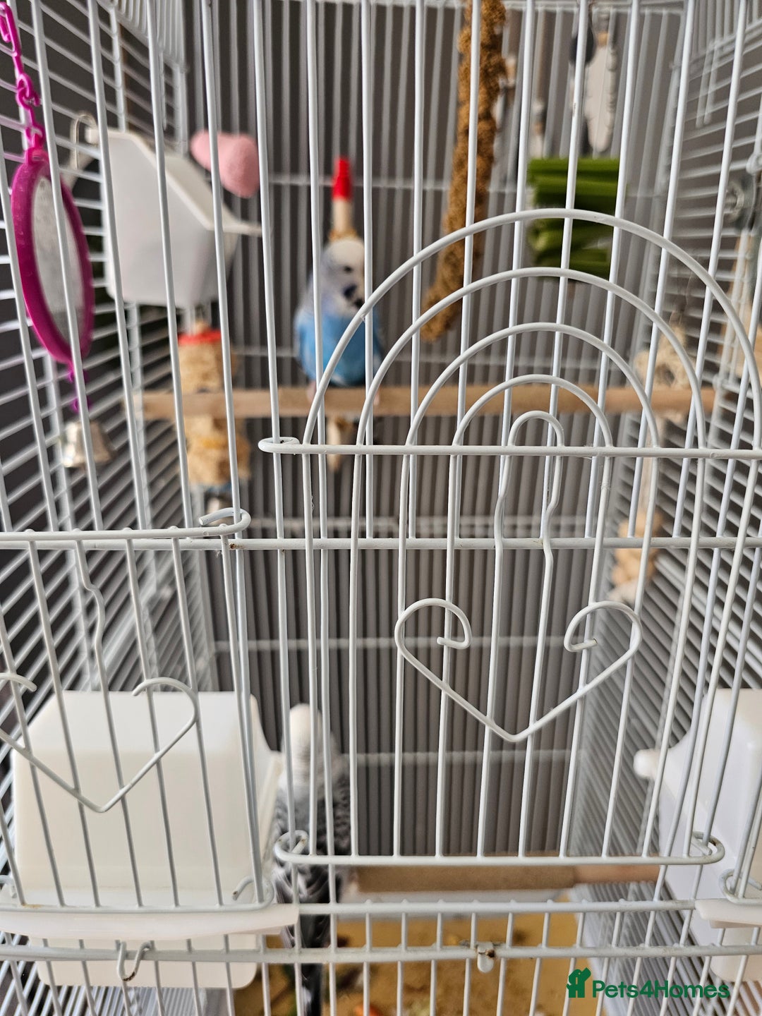 Budgerigars birds for sale: Budgies for sale  - Image 5