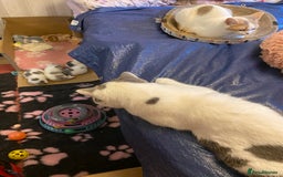 British Shorthair cats for sale: Beautiful kittens direct IGrCh, GrCh & Ch lines - Image 5