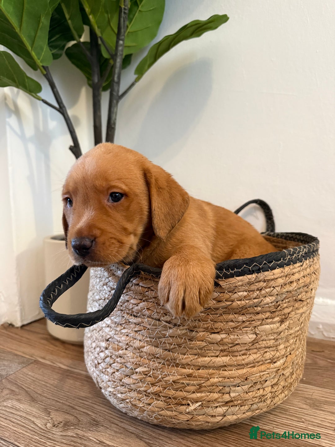 Labrador Retriever dogs for sale: Labrador pups for sale  - Advert 27