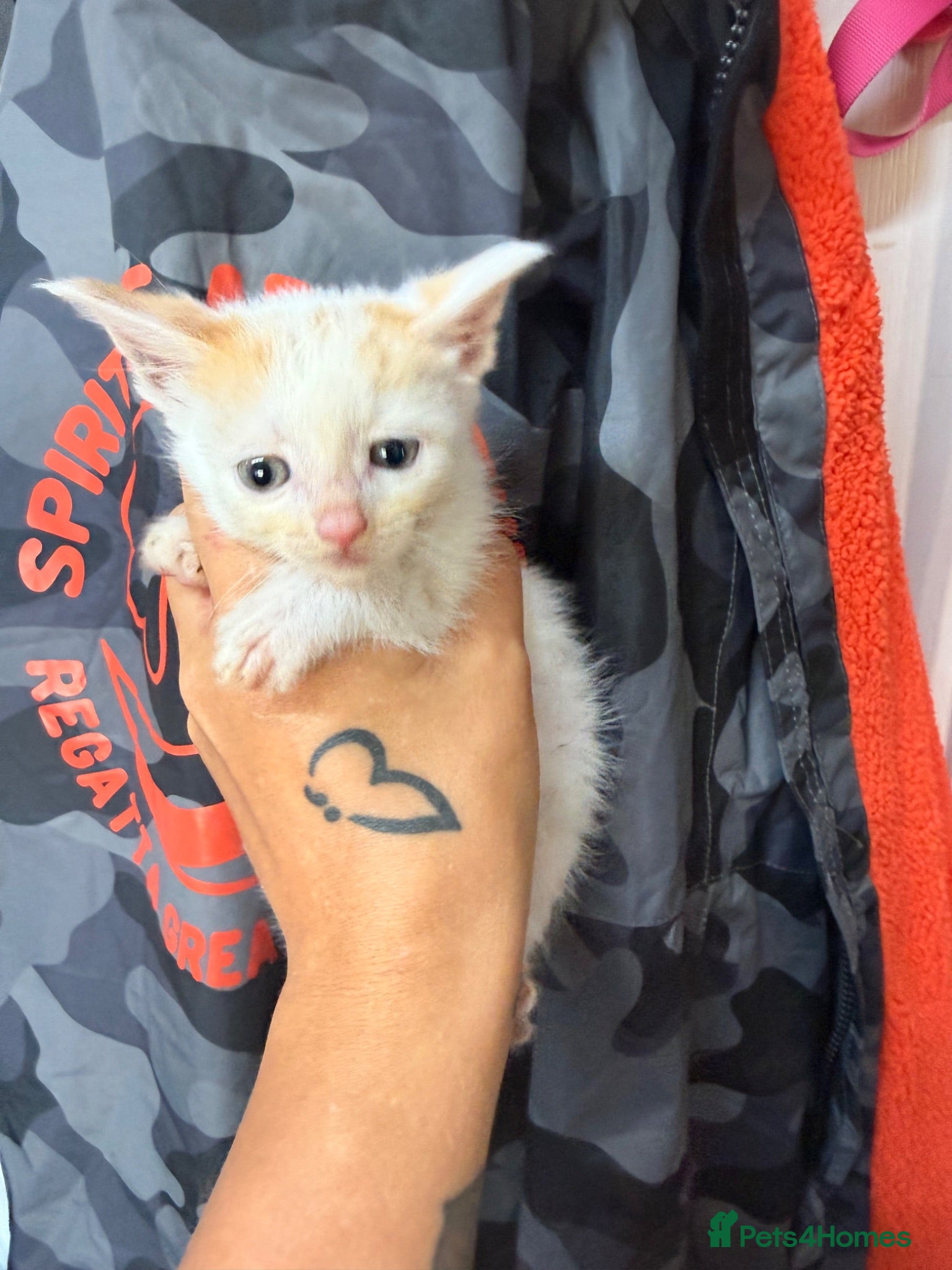 Mixed Breed cats 1 girl kitten left  - Advert 5