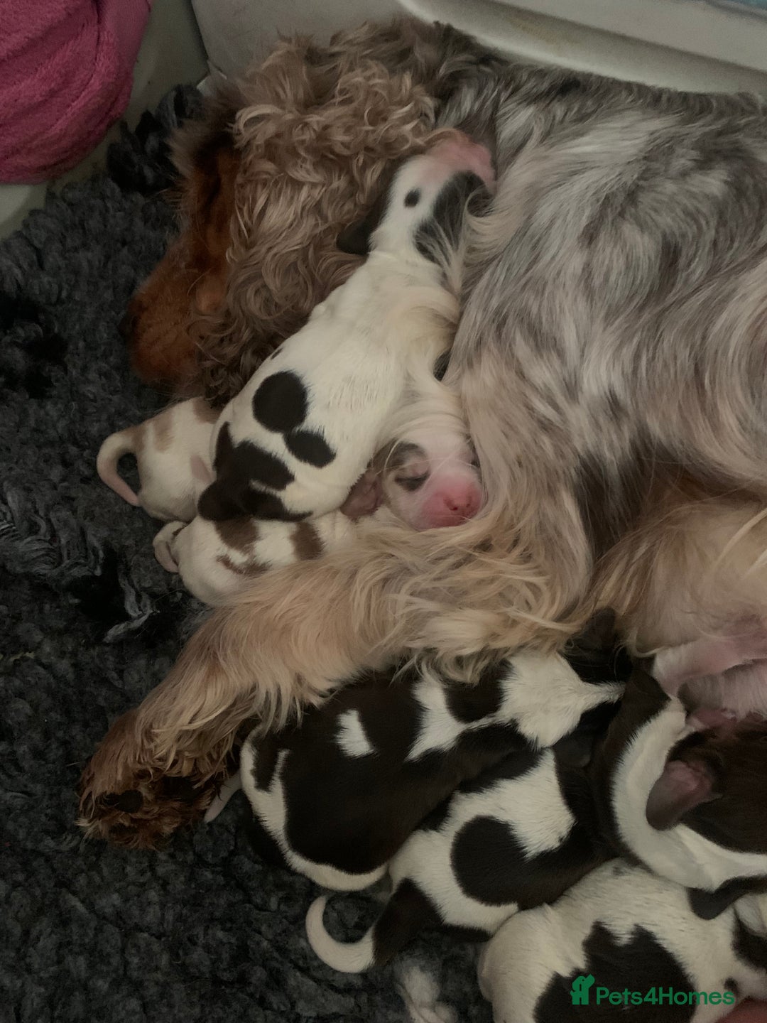Cocker Spaniel dogs for sale: Beautiful show line cocker spaniel puppies  - Advert 5