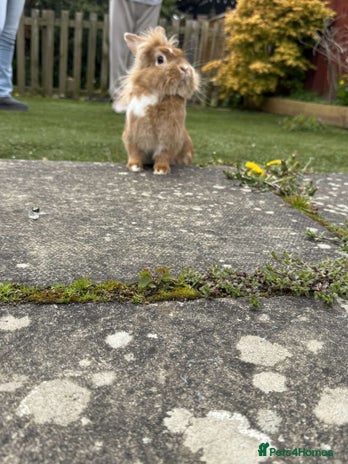 Mixed Breed rabbits - Advert 18