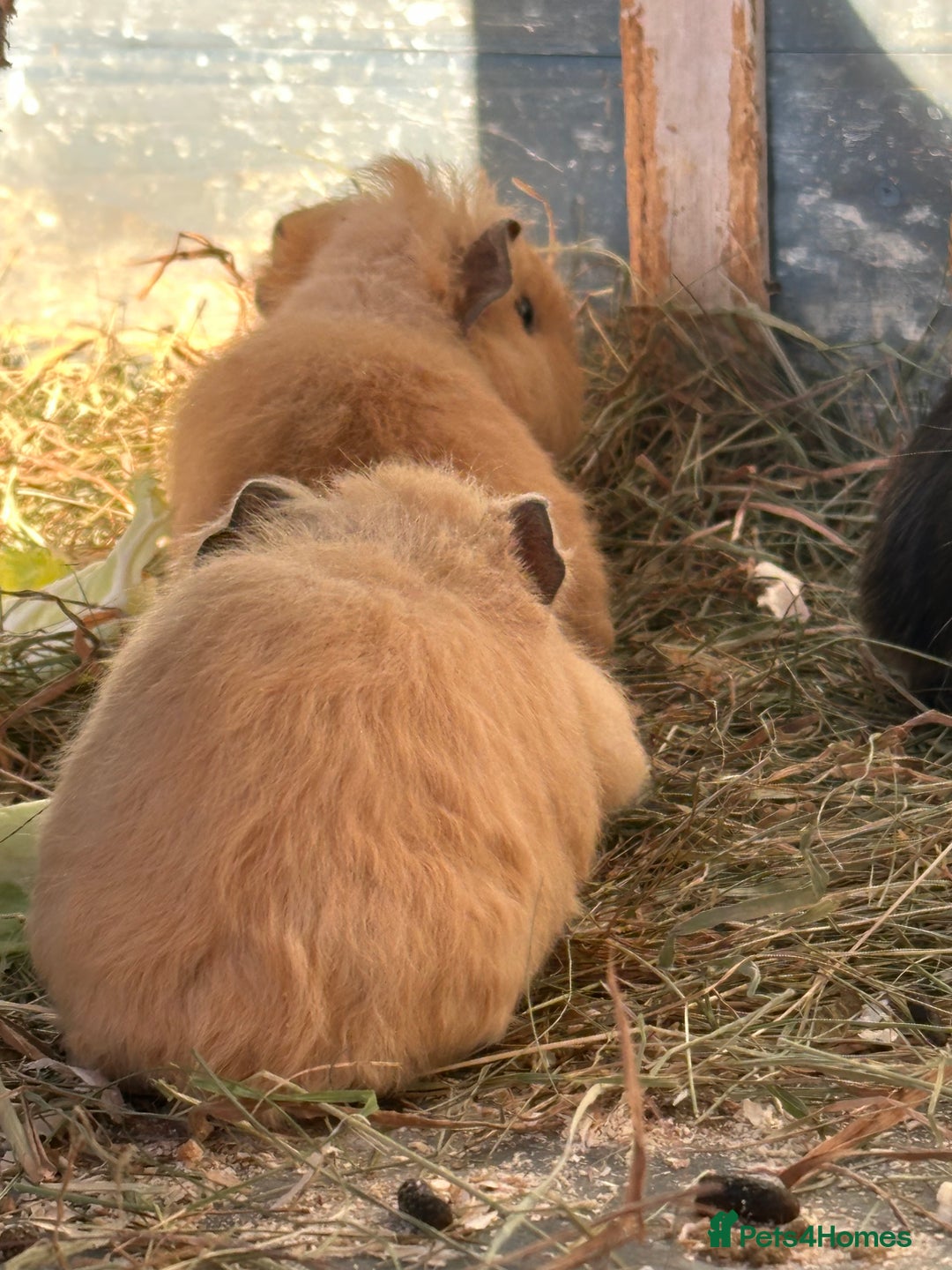 Guinea Pig rodents for sale: Guinea pig Boys  - Advert 2