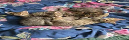 Domestic Shorthair cats for sale: 5 beautiful tabby kittens for Sale!!! - Advert 26