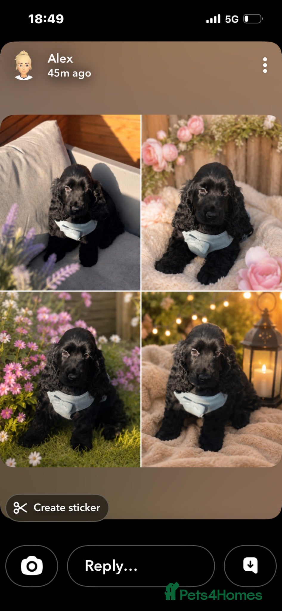 Cocker Spaniel dogs Beautiful SIMBAWOOD Line show cockers Ready Now  - Advert 1