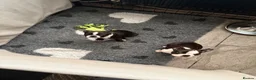Boston Terrier dogs for sale: Kc Boston Terrier Puppies READY NOW !! 2 girls  - Advert 5
