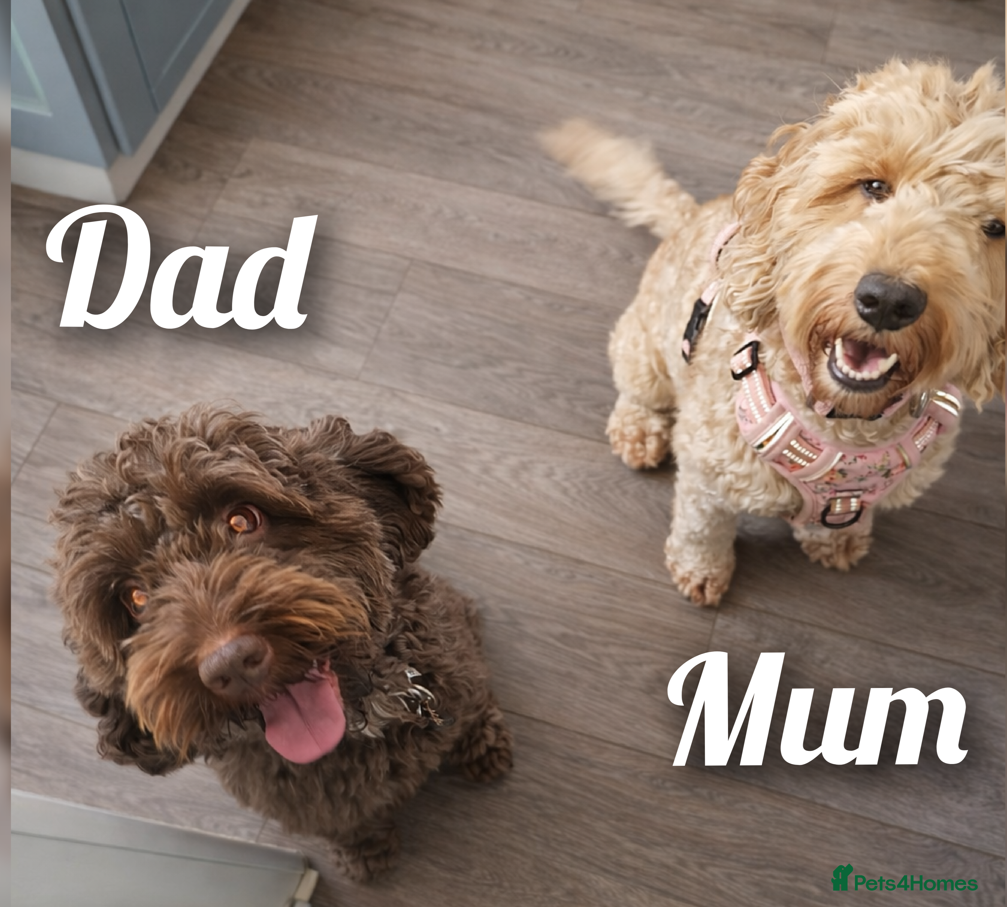 Cockapoo dogs Stunning F2 Cockerpoo Puppies  - Advert 1