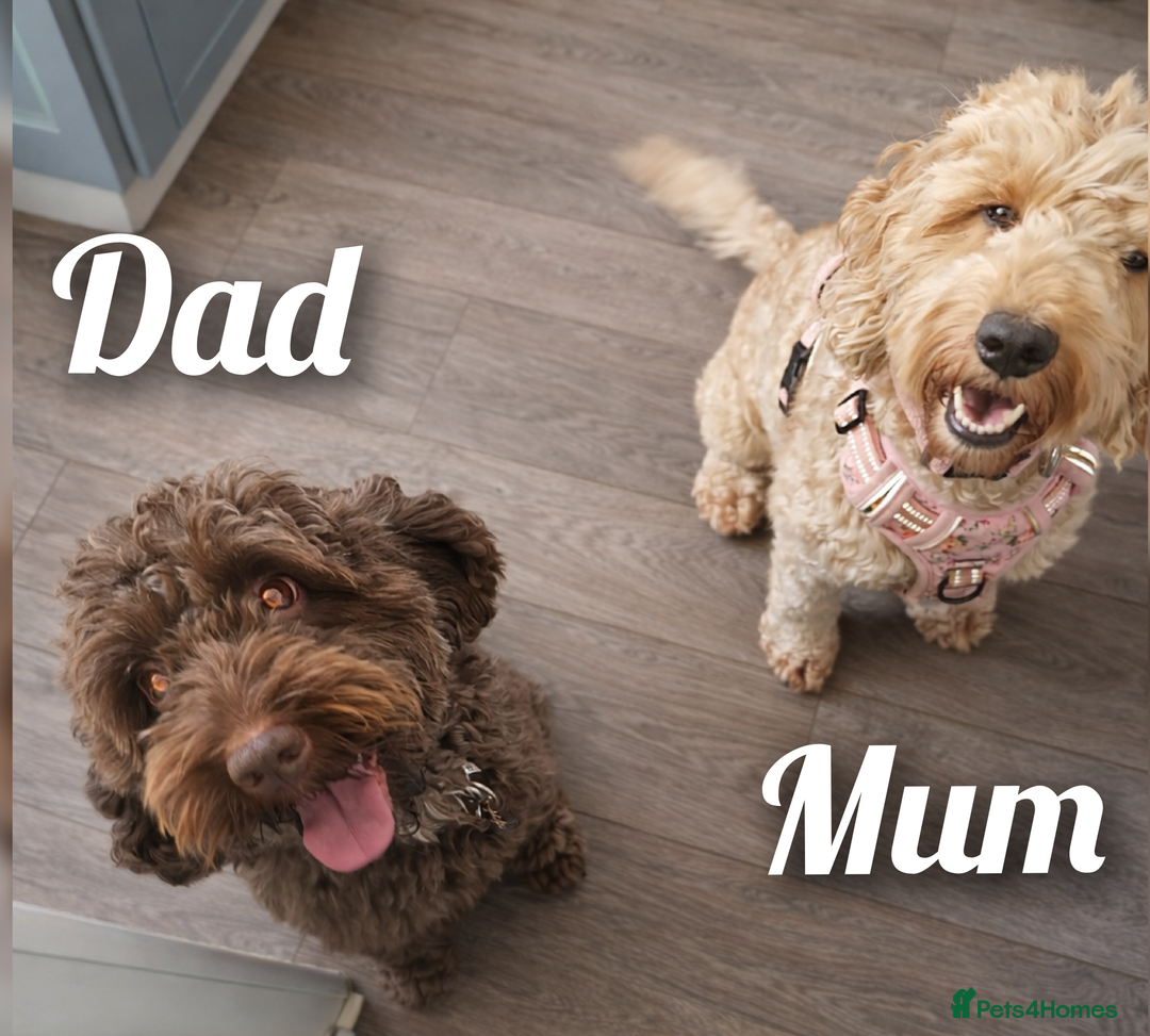 Cockapoo dogs for sale: Stunning F2 Cockerpoo Puppies  - Advert 1