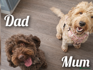 Cockapoo dogs Stunning F2 Cockerpoo Puppies - Advert 1