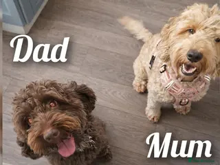 Cockapoo dogs Stunning F2 Cockerpoo Puppies - Advert 16