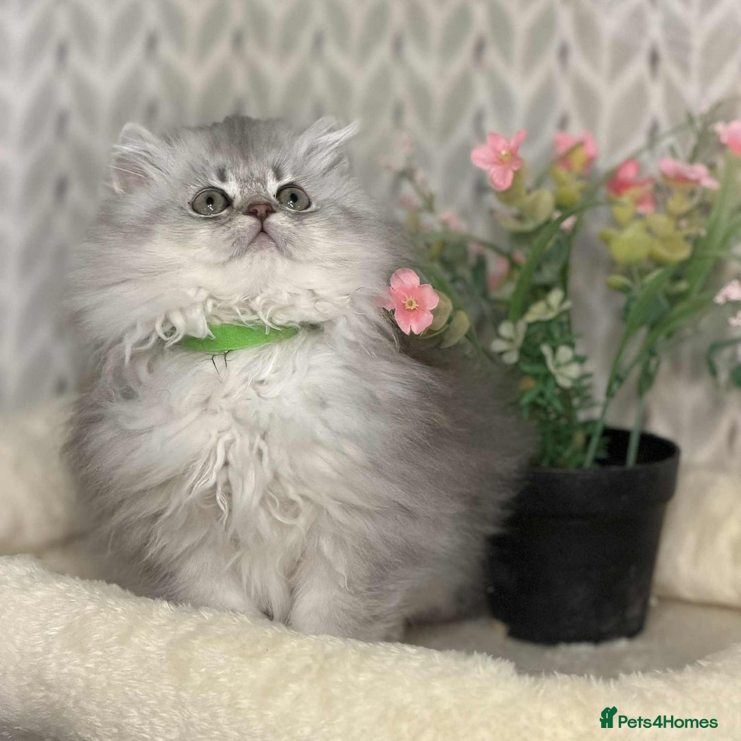 British Shorthair cats for sale: ⭐️Adorable TICA British Short/Long hair girls⭐️ - Advert 12