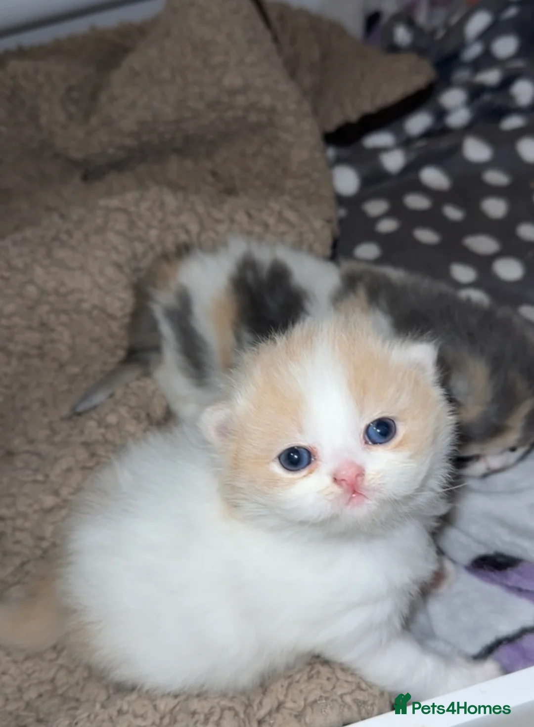 Persian cats for stud: My king Toulouse  - Advert 2