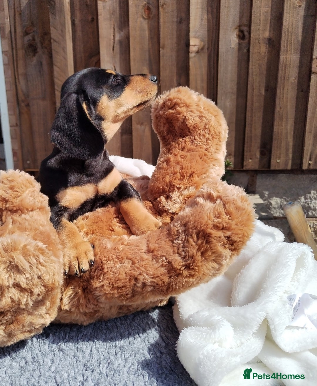 Miniature Dachshund dogs for sale: Mini dachshund  - Image 18