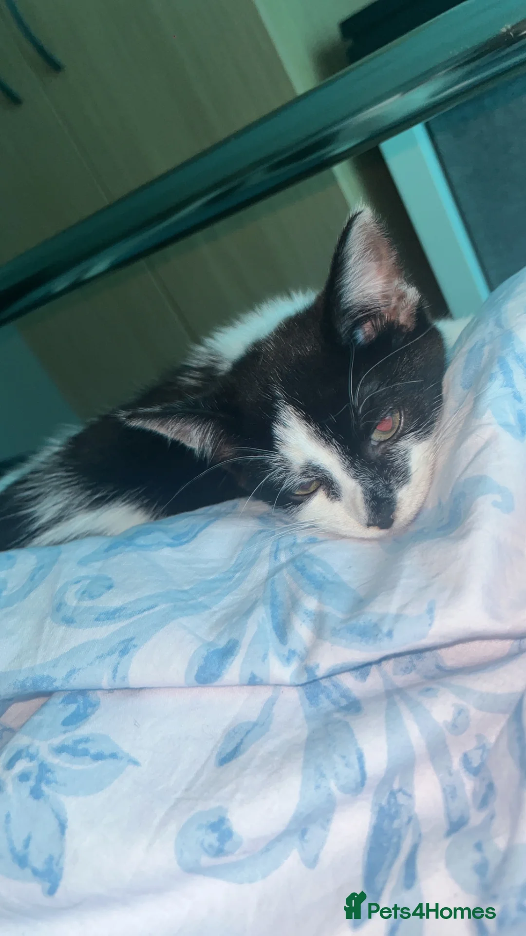 Mixed Breed cats for sale: kitten for sale  - Advert 2