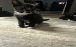 British Shorthair cats for sale: Kittens black/white  - Image 3