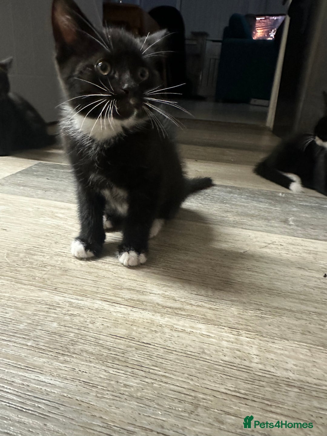 British Shorthair cats for sale: Kittens black/white  - Image 3