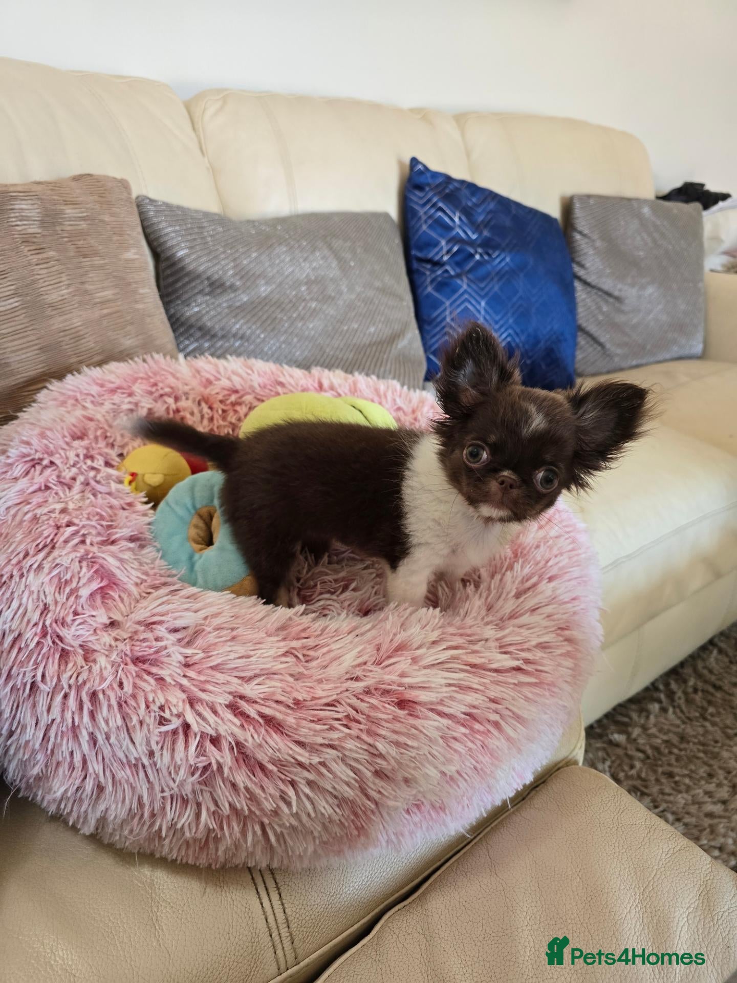 Chihuahua dogs 🌟🌟Ready now! Outstanding chihuahua longcoat 🌟🌟 - Advert 1