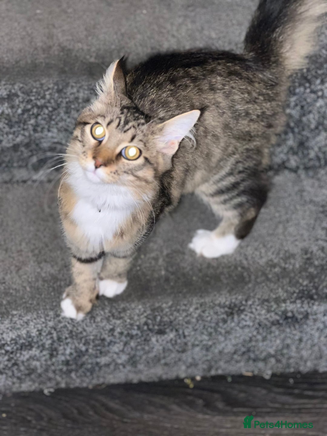 Maine Coon cats for sale: Dolly - Image 5