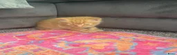 British Longhair cats for sale: Gorgeous fluffy kittens - Advert 20
