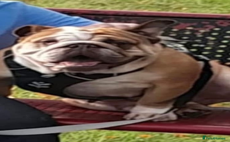 English Bulldog dogs - Advert 6