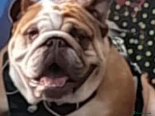 English Bulldog dogs - Advert 20