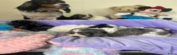 Cavapoo dogs for sale: Health tested Cavapoo pups  - Advert 12