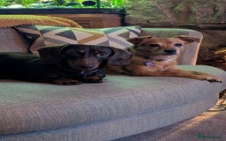 Dachshund dogs for sale: Dachshund  - Image 4