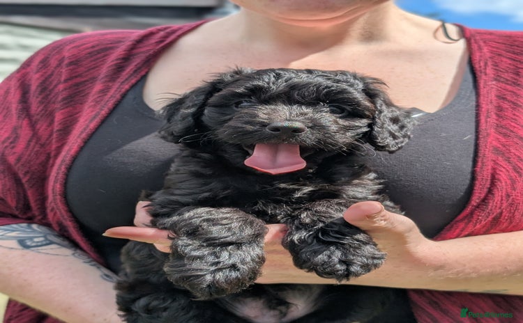 Cockapoo dogs - Advert 1