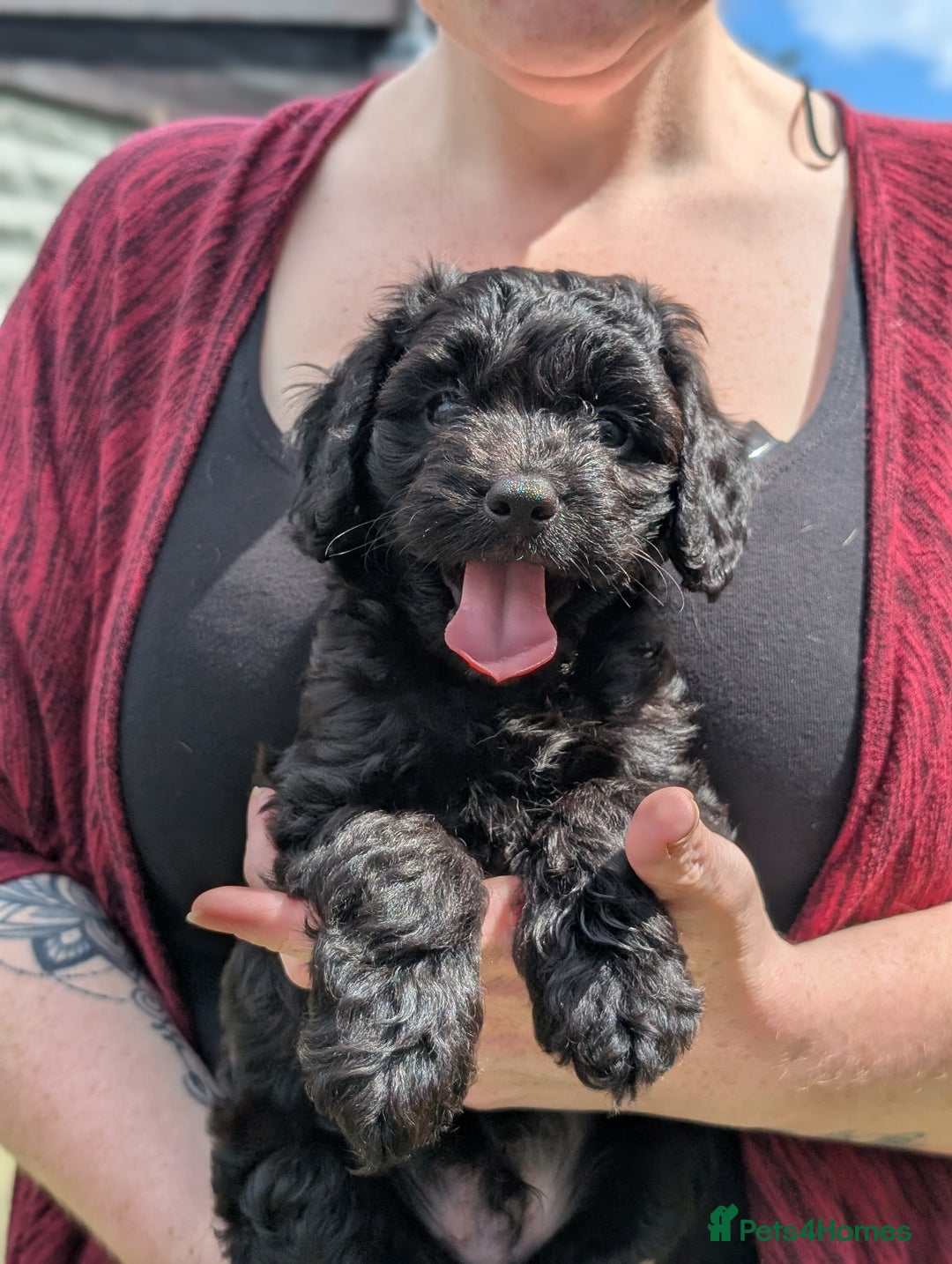 Cockapoo dogs for sale: We have Four Beautiful Cockerpoo Puppies Available - Image 1