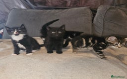 Mixed Breed cats for sale: Ragdoll/Tabby mixed kittens  - Image 1