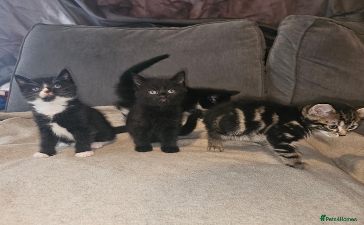 Mixed Breed cats - Advert 7