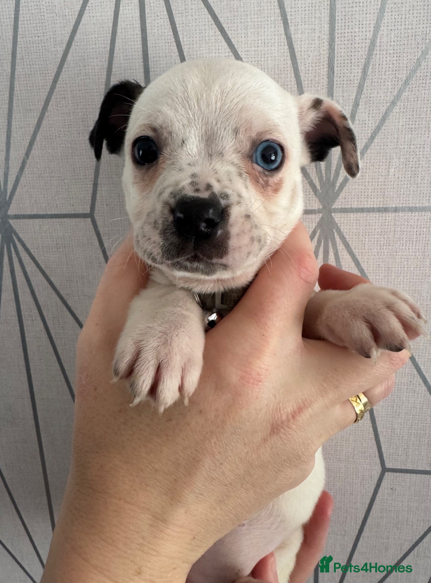 Mixed Breed dogs Bulldog x Chihuahua - Advert 18