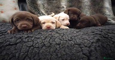 Labrador Retriever dogs - Advert 10