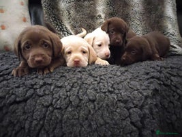 Labrador Retriever dogs - Advert 10