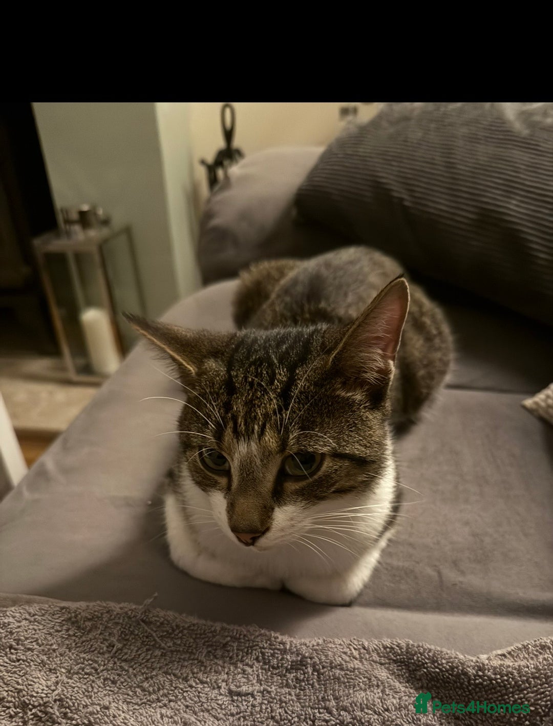 Domestic Shorthair cats for sale: Male Cat For Sale - Advert 3