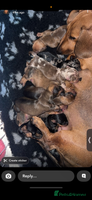 Dachshund dogs - Advert 2