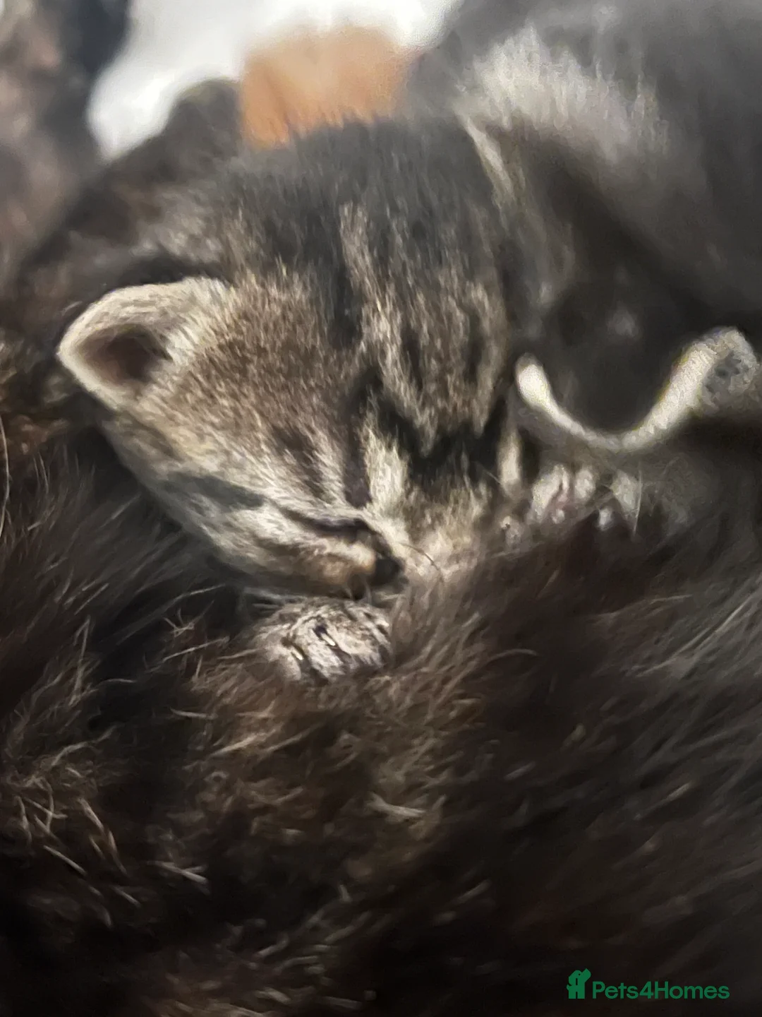 Mixed Breed cats for sale: Sociable kittens  in Brighton - Advert 7