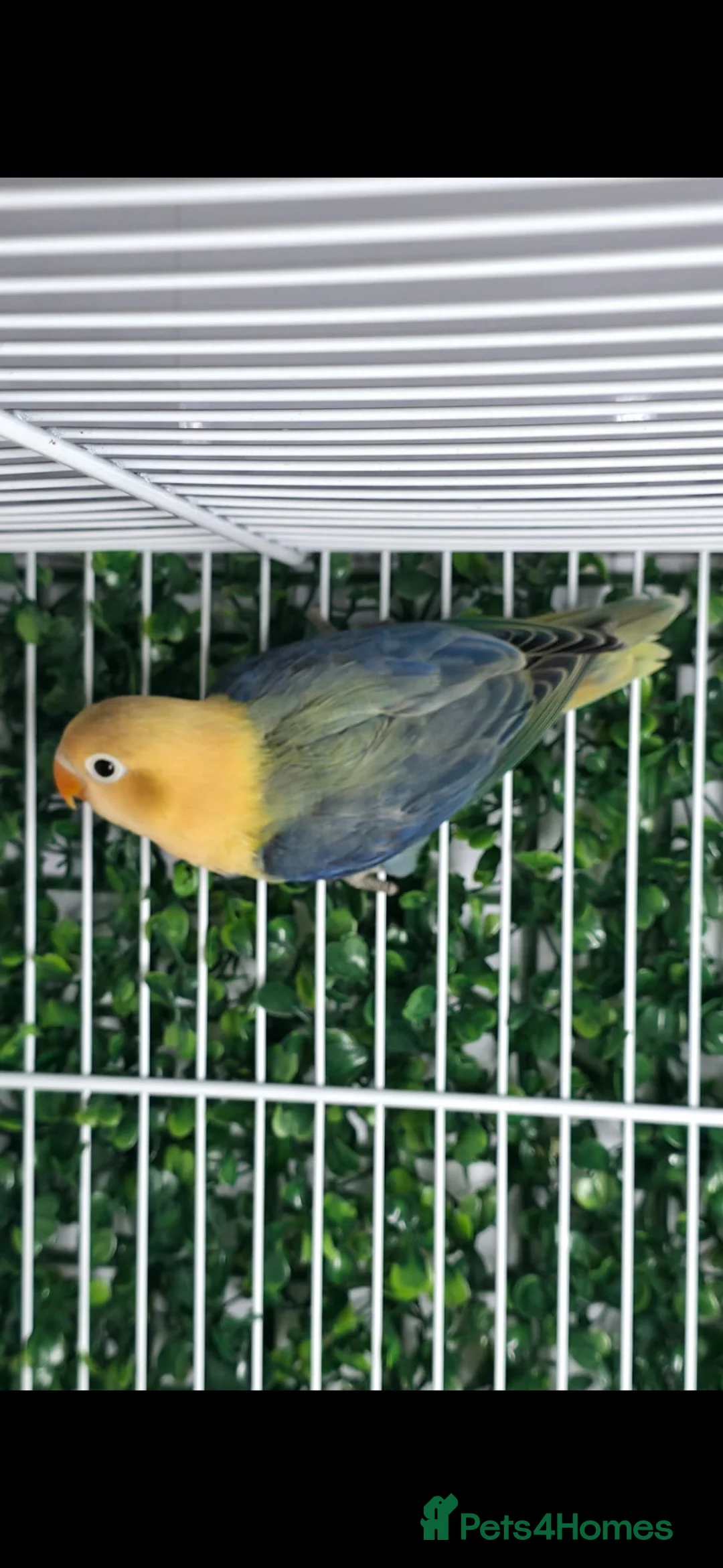 Lovebirds birds for sale: Mutation Lovebirds for Sale - Advert 7