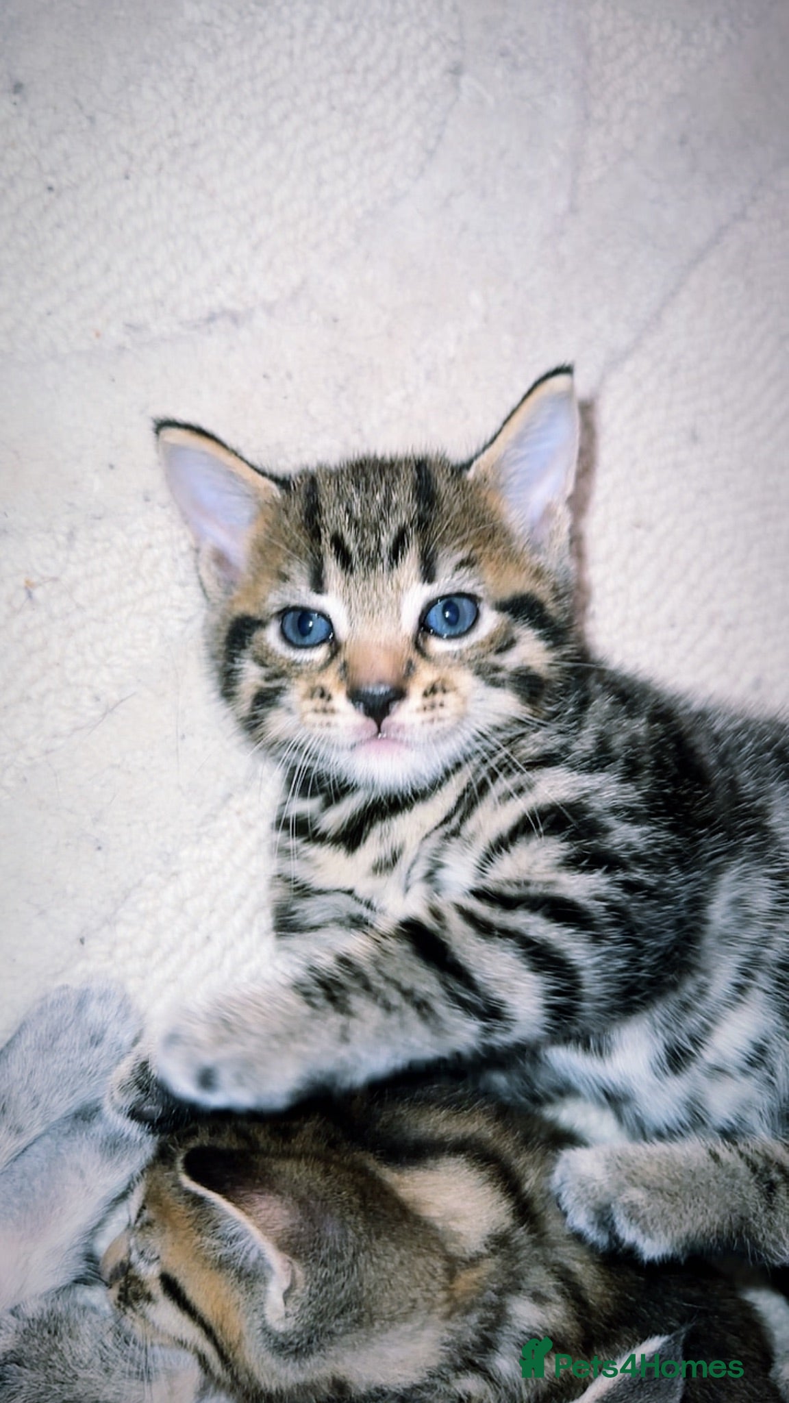 Mixed Breed cats Stunning male kitten  - Advert 1