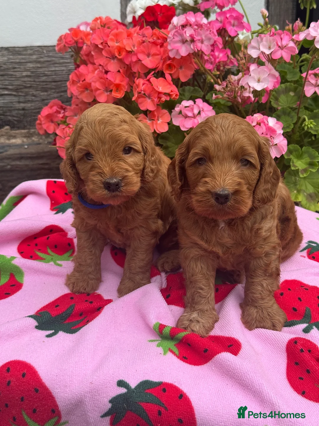 Cockapoo dogs for sale: 8 red dna tested clear f1 Cockerpoo puppies  - Advert 16