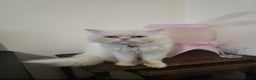 Persian cats for stud: Cat. Male Persian - Advert 5