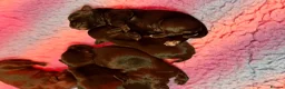 Miniature Schnauzer dogs for sale: KC Reg Black Miniature Schnauzer Puppy – Female in Bristol - Advert 9