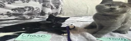 British Shorthair cats for sale: Half British shorthair cross DSH black & Tuxedo  in Sowerby Bridge - Advert 10