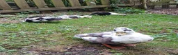 Ducks poultry for sale: Call ducks  - Advert 4